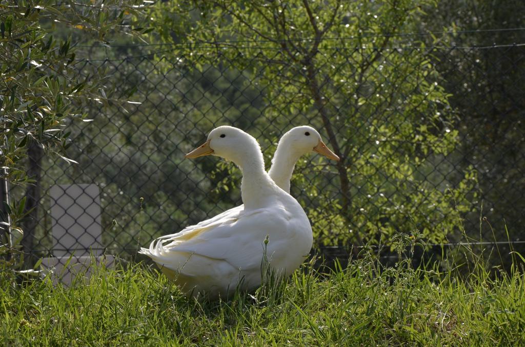 Piccolo Relais Galletto Di Marzo Spa E Relax Solo Per Due Paciano ภายนอก รูปภาพ