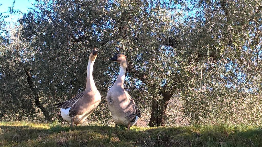 Piccolo Relais Galletto Di Marzo Spa E Relax Solo Per Due Paciano ภายนอก รูปภาพ