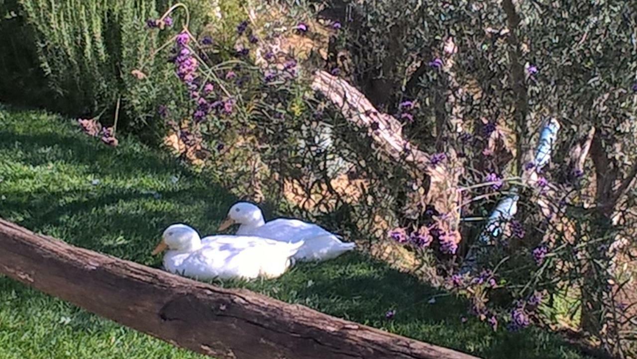 Piccolo Relais Galletto Di Marzo Spa E Relax Solo Per Due Paciano ภายนอก รูปภาพ